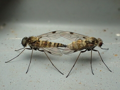 Chrysopilus splendidus