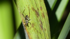 Phylloscyrtus amoenus