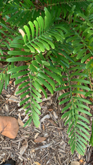 Zamia integrifolia
