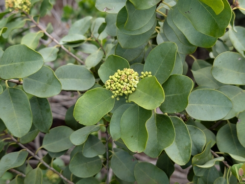 Santalum ellipticum observed 2026-03-06