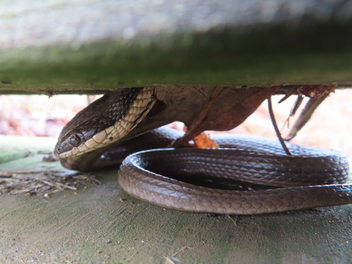 Queensnake