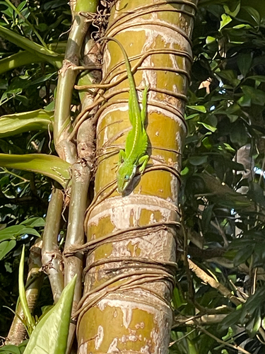 Anolis carolinensis observed 2026-03-06