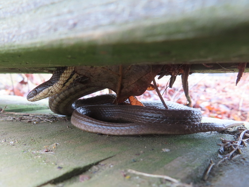 Queensnake