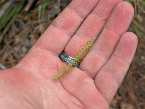 Setaria parviflora observed 2026-03-06