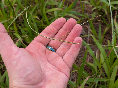 Hilograss (Paspalum conjugatum)