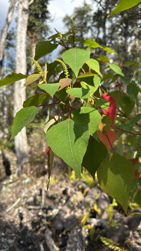 Homalanthus populifolius observed 2026-03-05