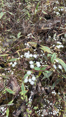 Ageratina riparia, recorded flowering