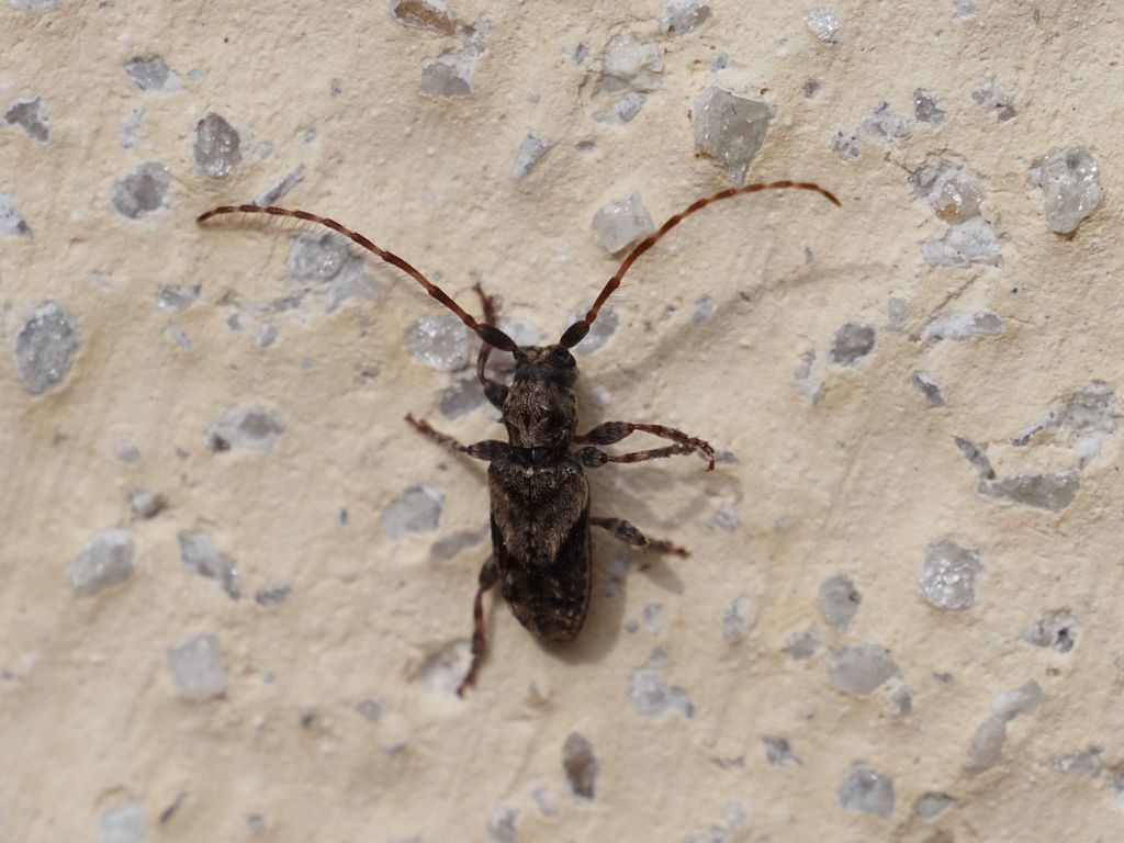 Pogonocherus ovatus