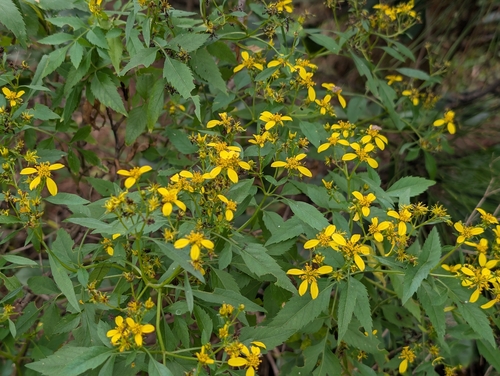 Bidens torta observed 2026-03-06