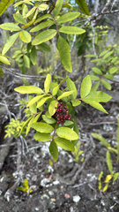 Schinus terebinthifolius, recorded fruiting