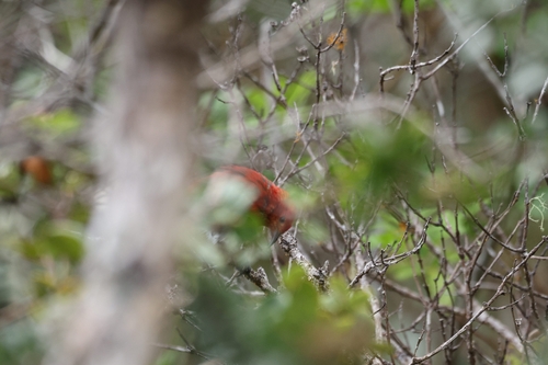 Himatione sanguinea observed 2026-03-06