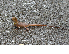 Lophosaurus spinipes