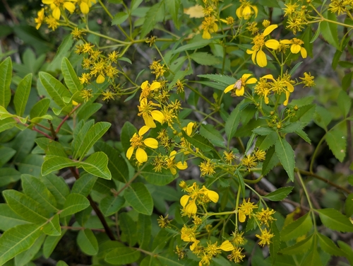 Bidens torta observed 2026-03-06