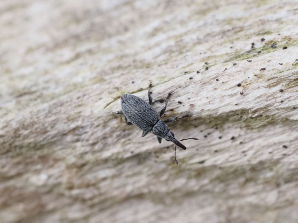 Catapion seniculus