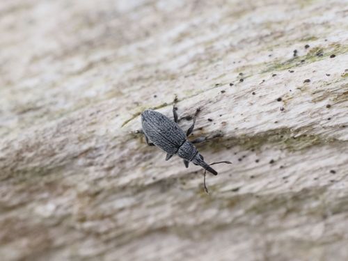 Catapion seniculus