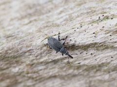 Catapion seniculus