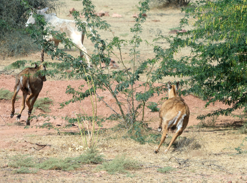 Nilgai