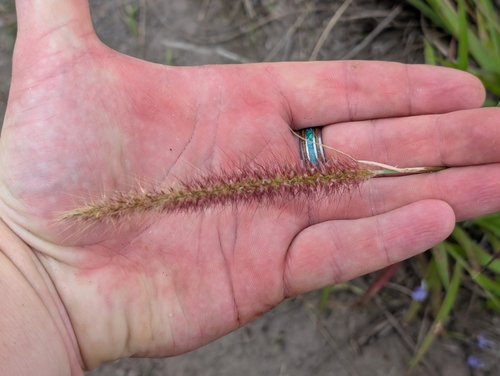 Cenchrus setosus observed 2026-03-06