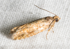 Chimoptesis gerulae
