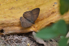 Cissia proba