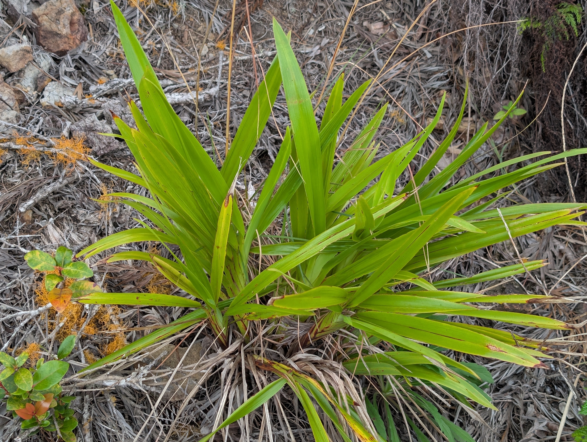 'uki'uki (Dianella sandwicensis)