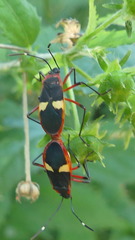Dysdercus albofasciatus