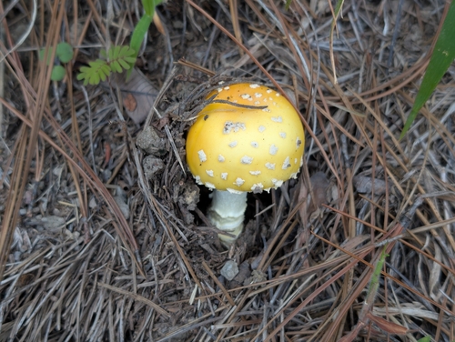 Amanita observed 2026-03-06