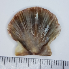 Flexopecten flexuosus