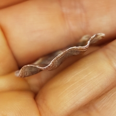 Flexopecten flexuosus