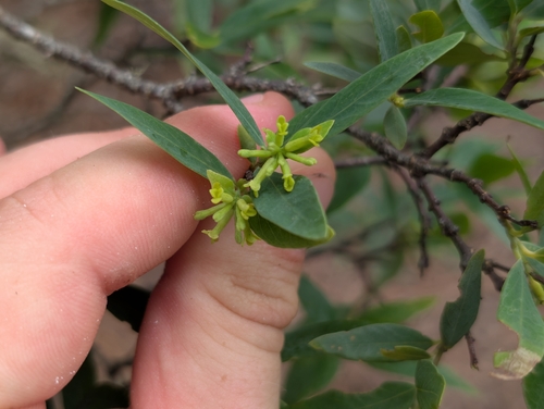 ʻĀkia (Wikstroemia oahuensis)
