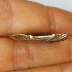 Flexopecten flexuosus