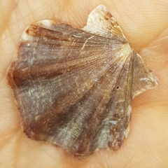 Flexopecten flexuosus