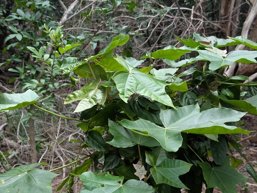 Aleurites moluccanus