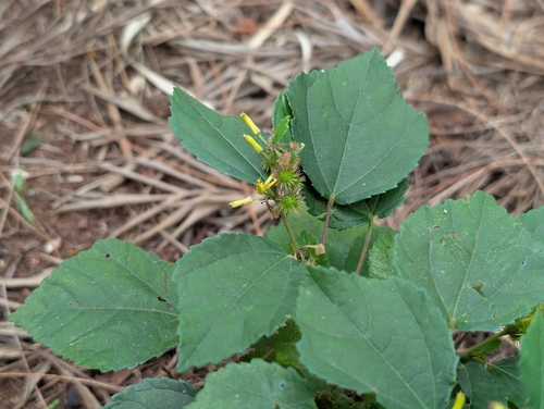 Triumfetta semitriloba observed 2026-03-06