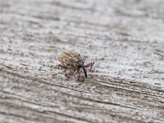 Trichosirocalus troglodytes