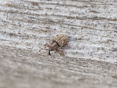 Trichosirocalus troglodytes