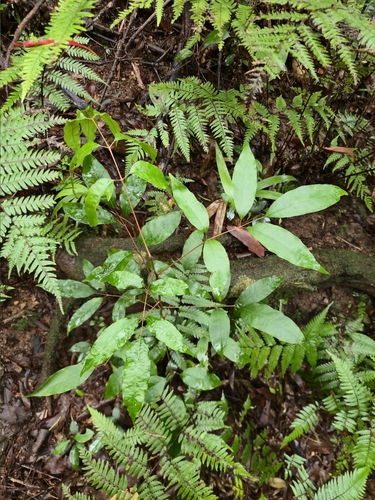 Canarium australasicum observed 2026-03-05