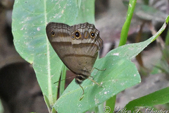Cissia proba