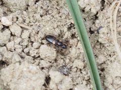 Hirticomus hispidus