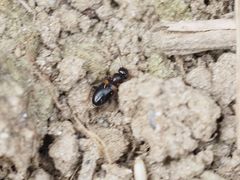 Hirticomus hispidus