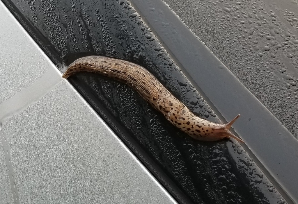 Leopard Slug in October 2018 by fernspores · iNaturalist