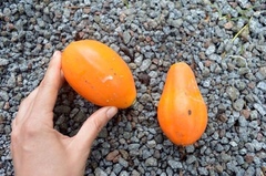 Vasconcellea monoica