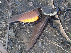 Blepharotes coriarius