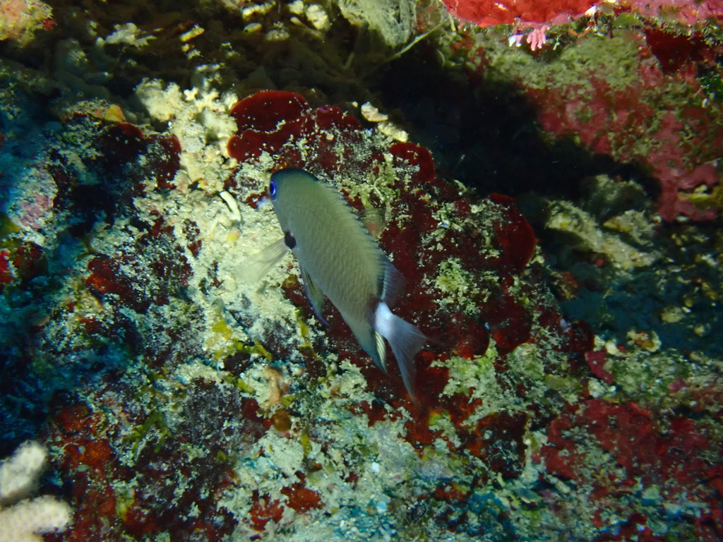 Deep Reef Chromis