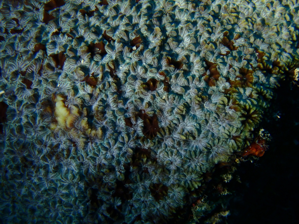 Favites coral (no English common name)