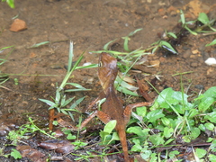 Lophosaurus spinipes