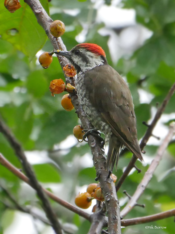 Stierling's Woodpecker (Dendropicos stierlingi)