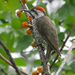 Stierling's Woodpecker - Photo (c) Nik Borrow, some rights reserved (CC BY-NC)