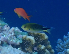 オキナワスズメダイ