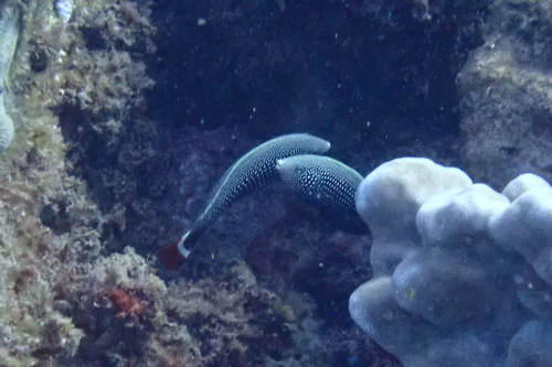 Anampses chrysocephalus observed 2026-03-06
